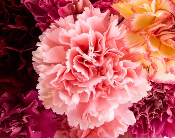 Carnations