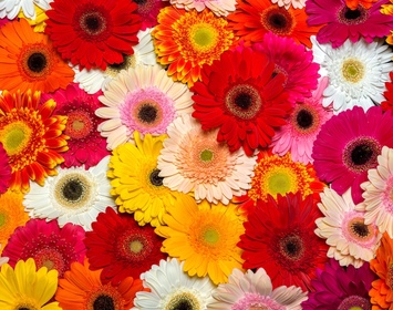 Daisies