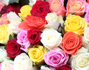 Roses