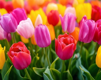 Tulips