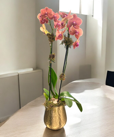 Golden Orchid Planter