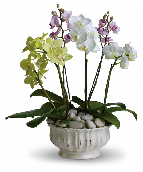 Regal Orchids