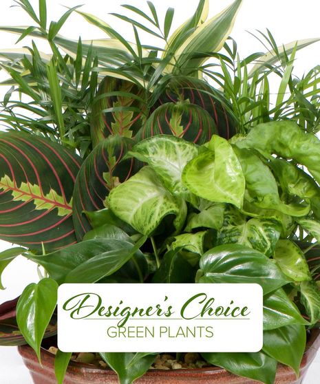 Designer's Choice Green Plants - Dish Garden
