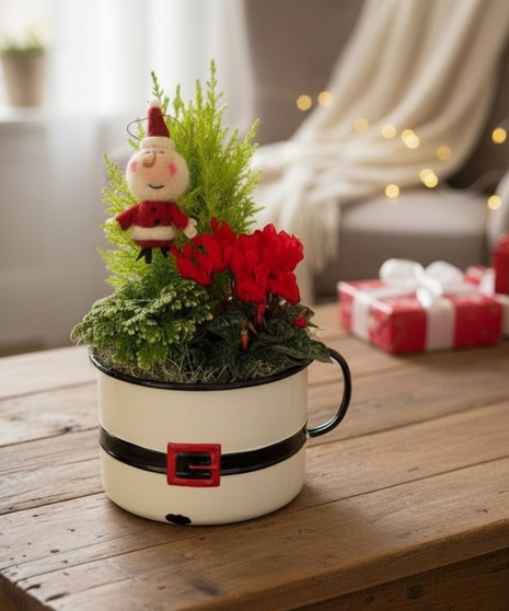 Santa’s Cozy Cyclamen Planter