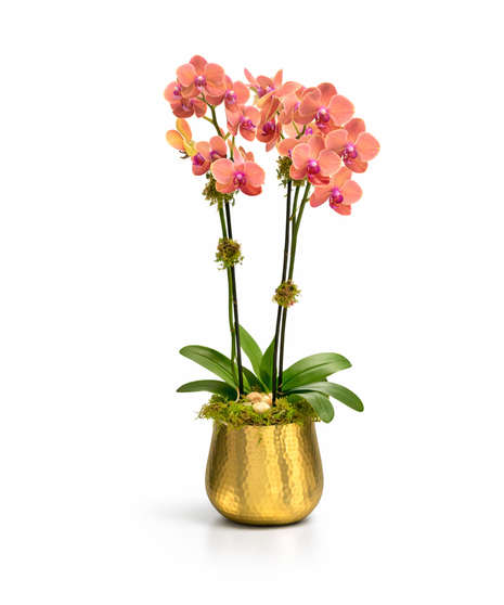 Golden Orchid Planter