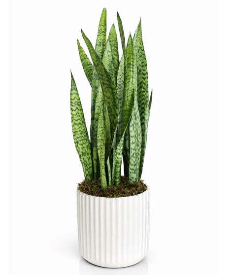 Luma Snake Plant