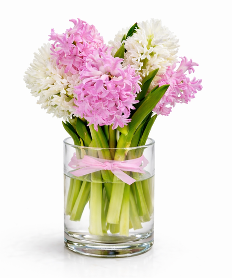 Milwaukee Spring Hyacinth