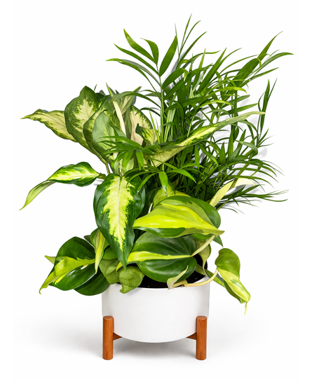 Workspace Oasis Garden