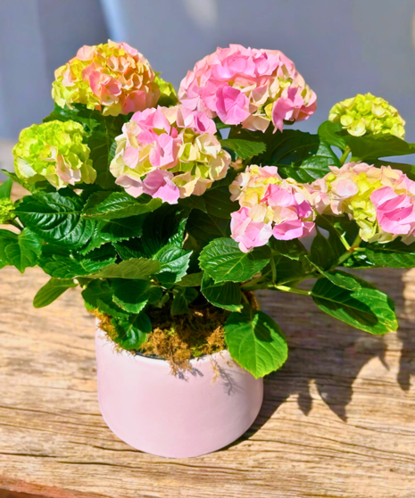 Happy Hydrangea - Pink