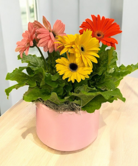 Gerbera Glow