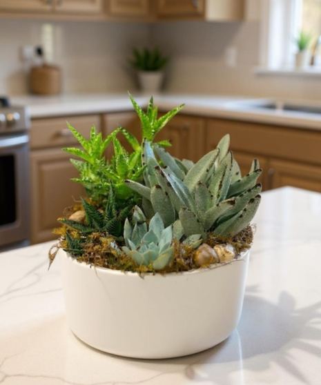 The Tranquil Succulent Garden