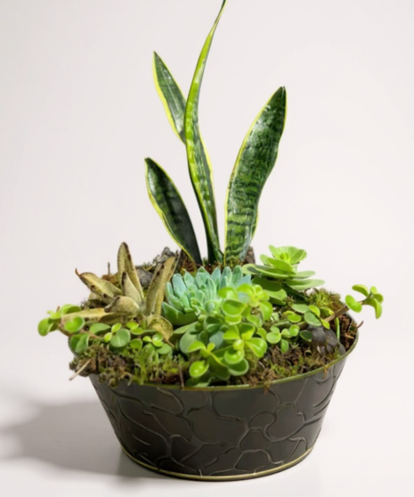 Succulents & Snake Garden