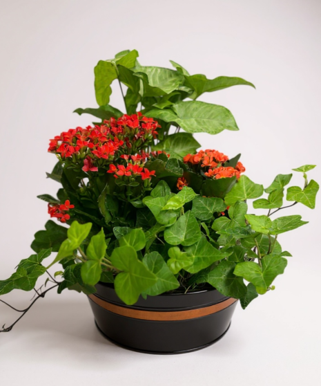 Crimson Kalanchoe Ivy Garden