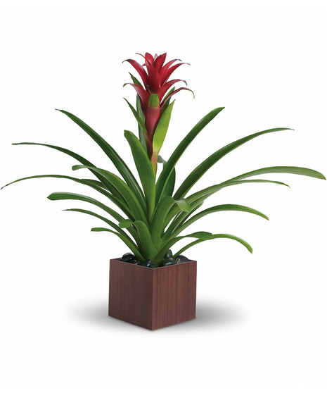 Blooming  Plants