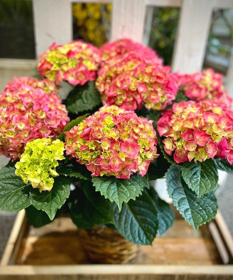 Happy Hydrangea - Pink