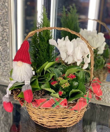 Christmas Blooming Planter