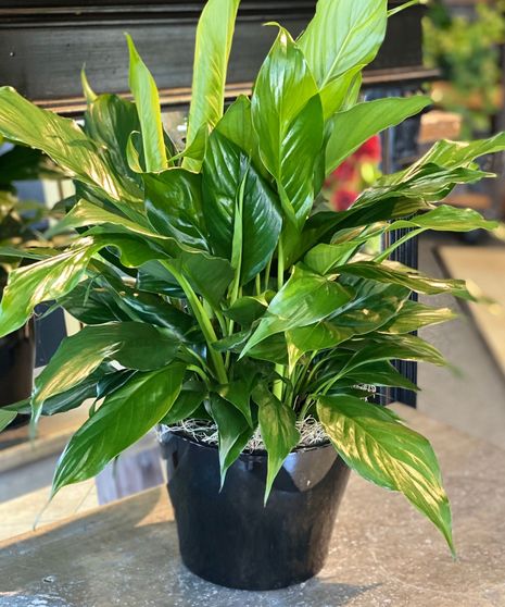 Plants