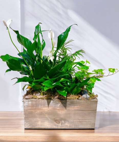 Green Plants