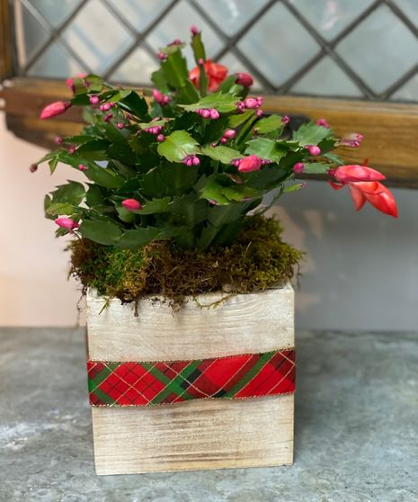 Merry Christmas Cactus