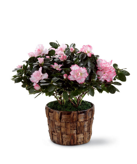 Blooming  Plants
