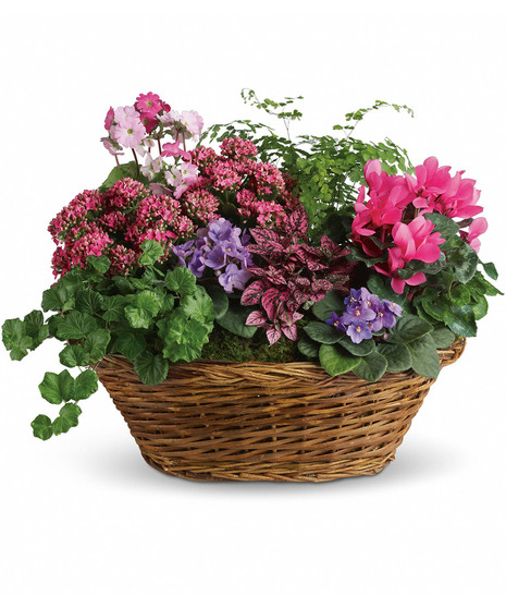Simply Chic Mixed Plant Basket