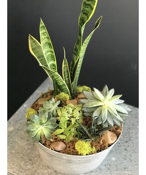 Succulents & Snake Garden Milwaukee