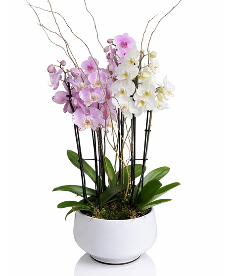Orchid Plants