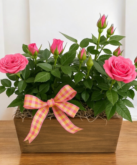Rose Buds for Mom