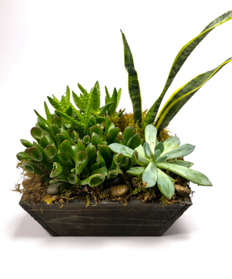 Succulents