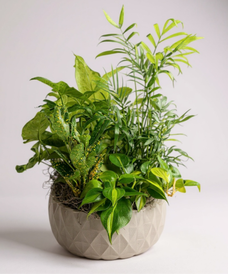 Plants